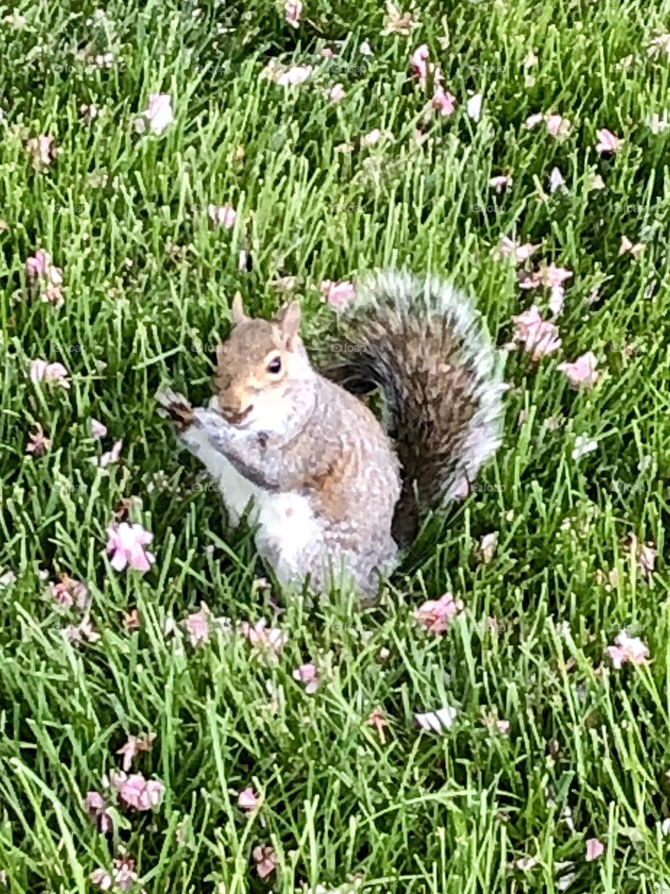 Cheeky & cute Squirrel at the park  