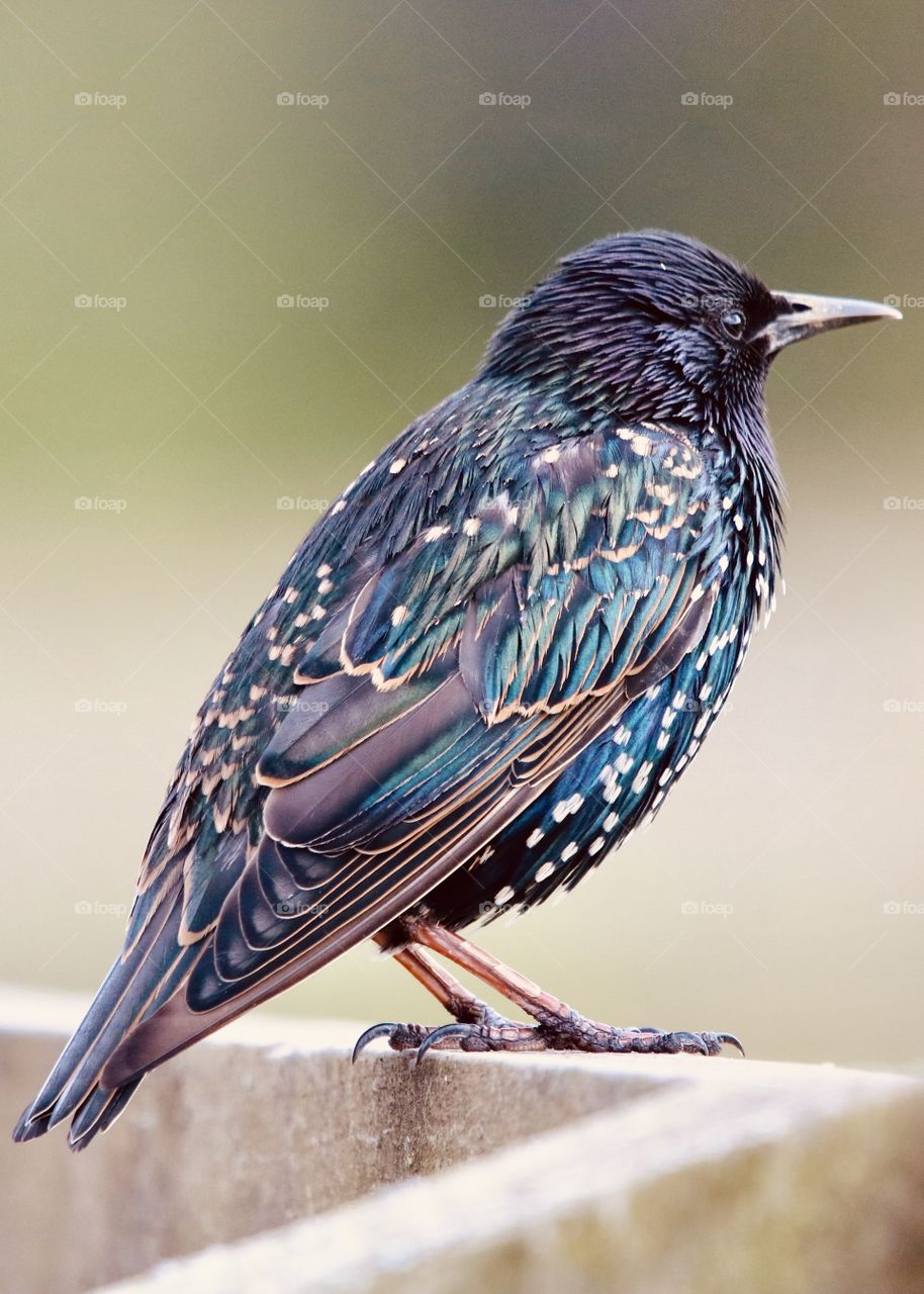 Starling