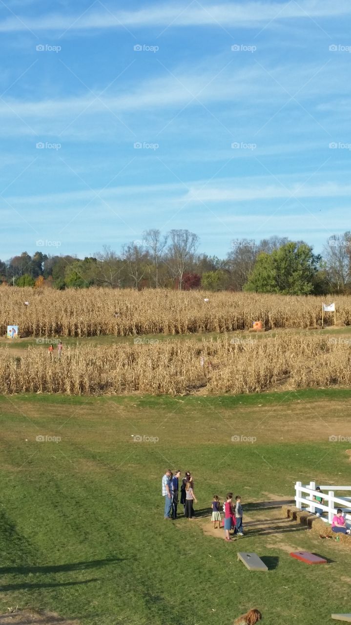 Fun at the corn maze. fall fun afternoon