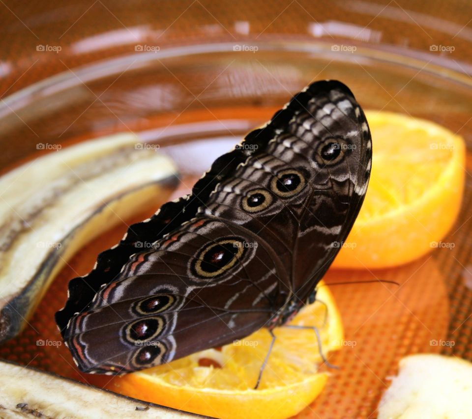 Beauty of the Butterfly