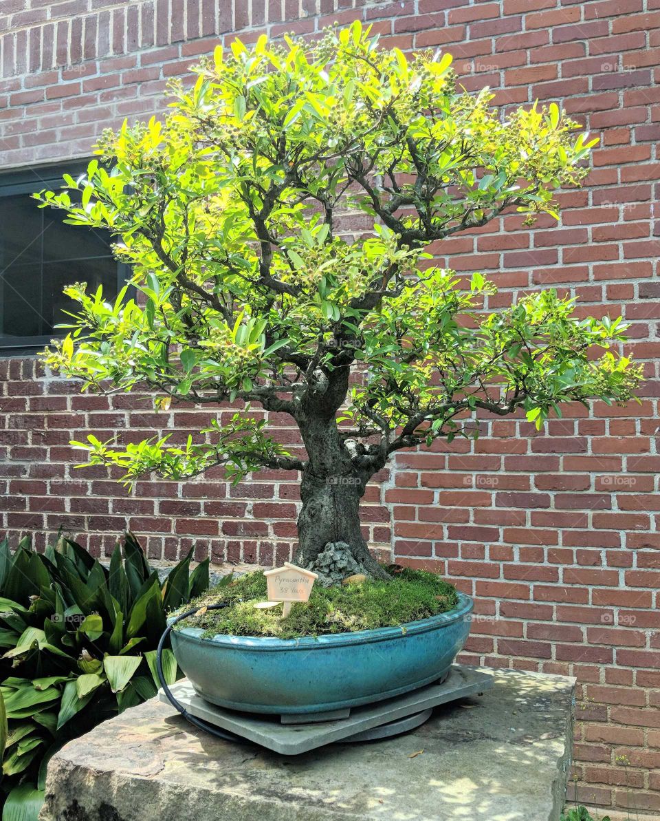 bonsai