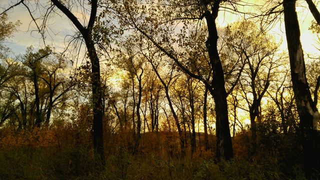 golden glow
