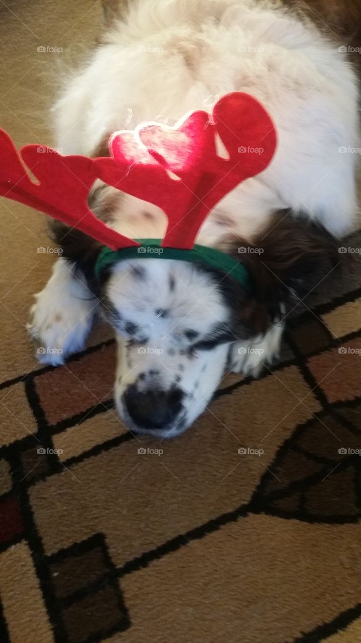 My girl Sadie from Rhode Islan