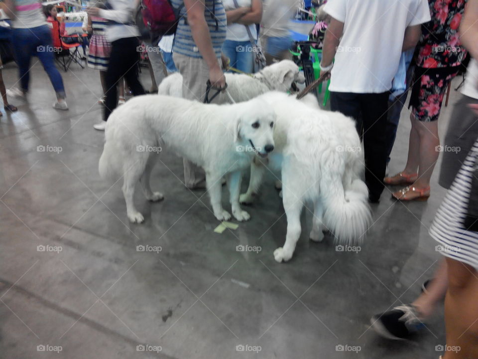 white dogs. doge fair