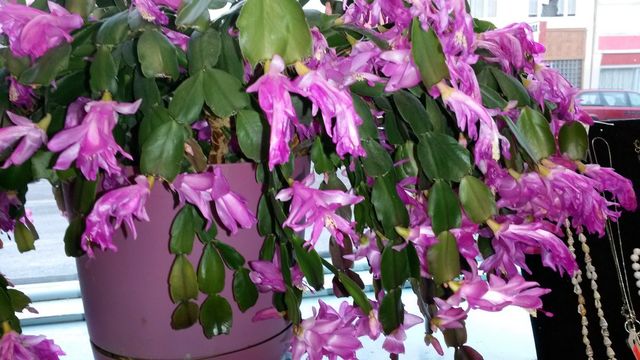 my Chistmas Cactus