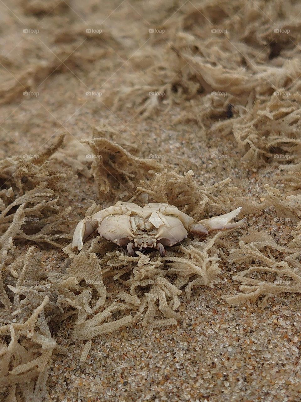 Crab in seaweed