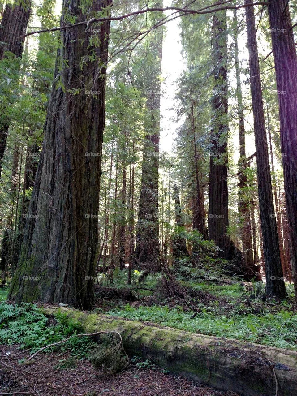 Giants