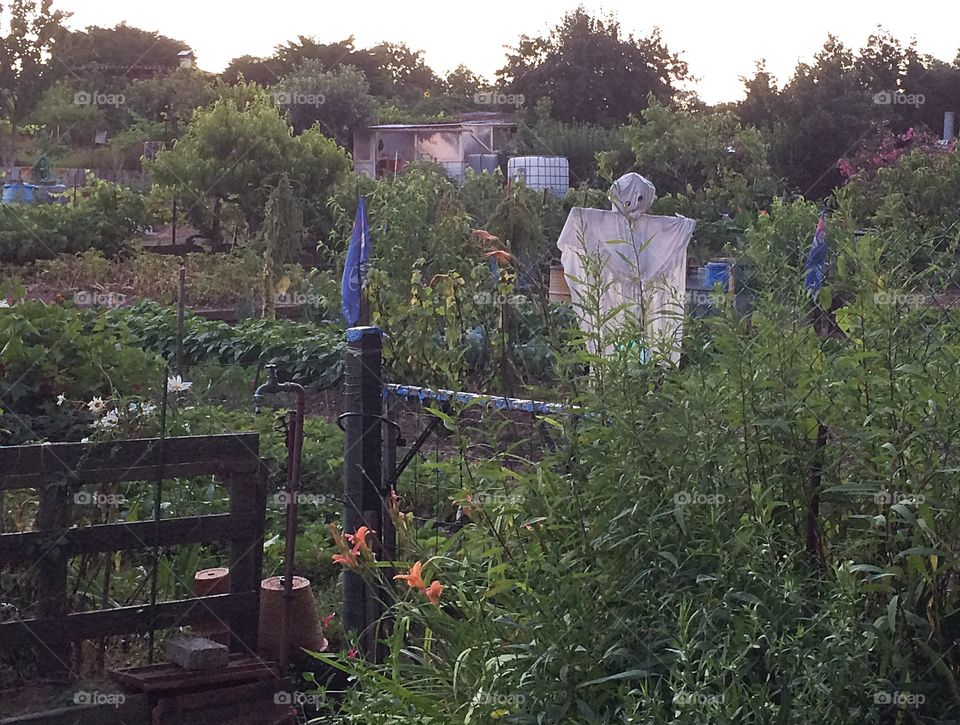 Scarecrow in the vegetable garden