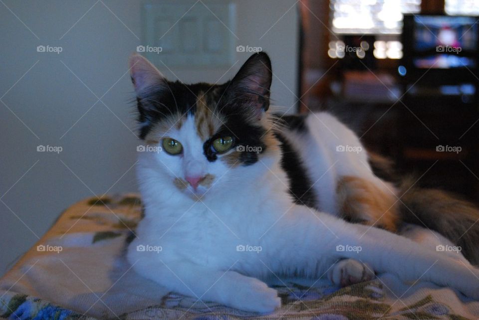 Calico cat close up