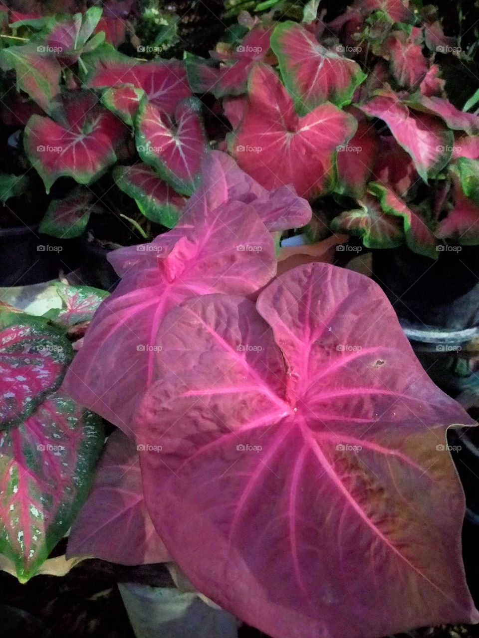 Flowers, plants, including wood grains that have different colors.
