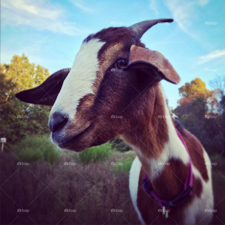 Coconut the Goat