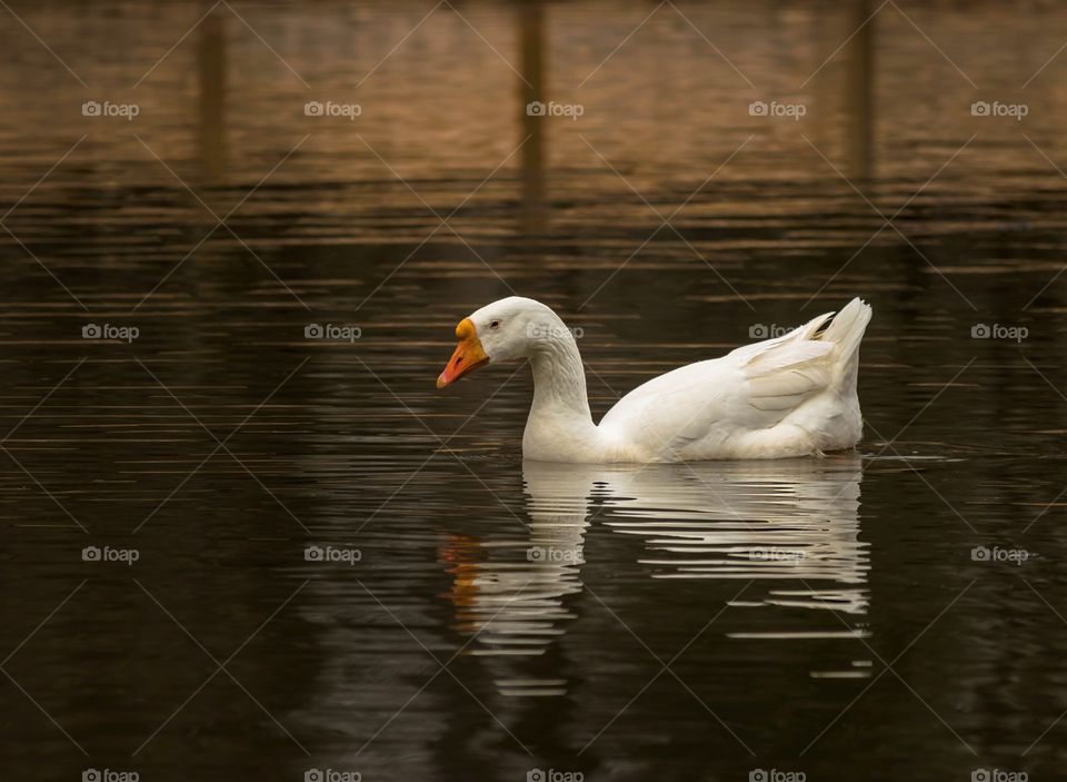 Embden Goose in pond with reflection