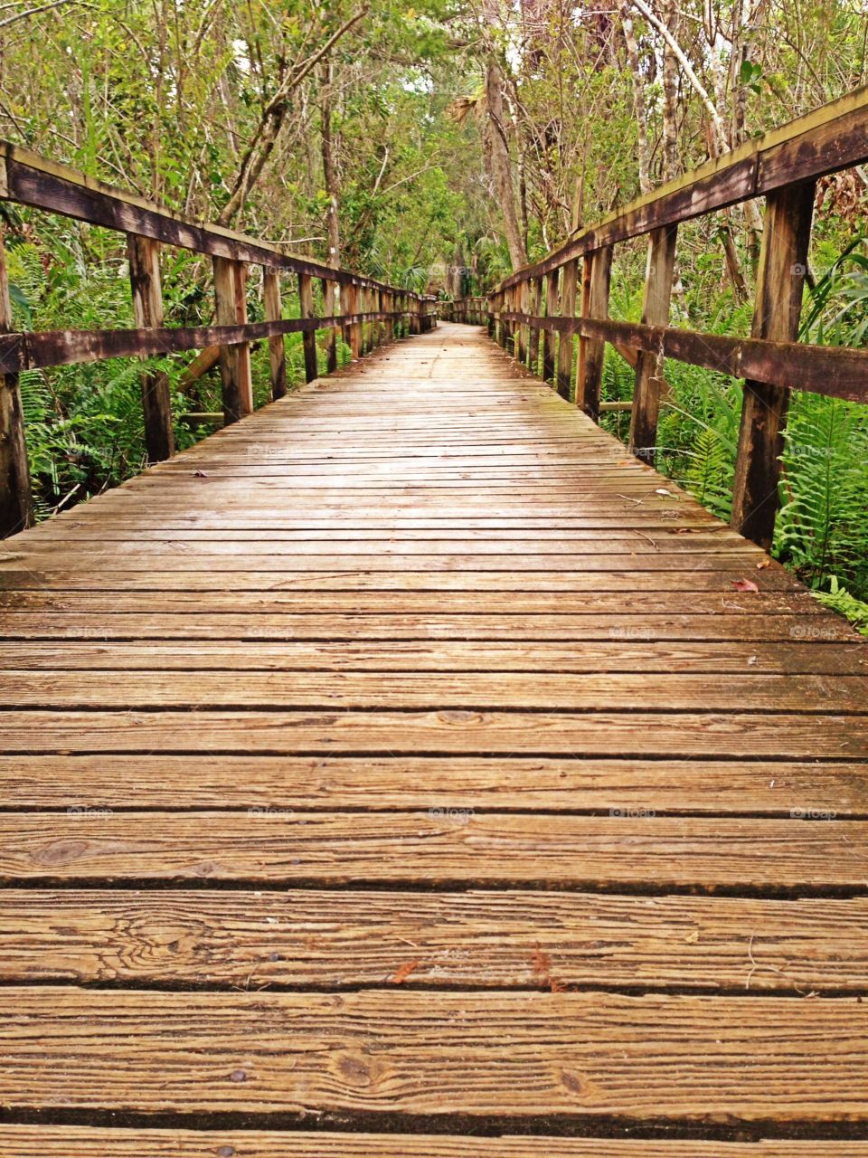 Golden boardwalk. Golden boardwalk
