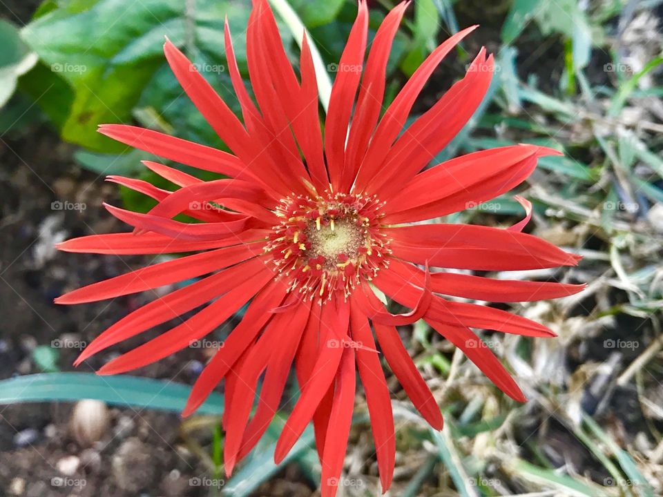 Red flower