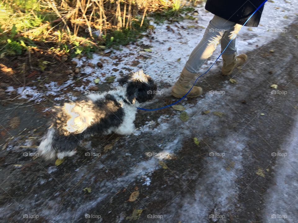 Winter walk with a dog