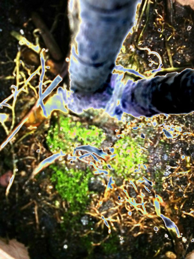 Neon Moss