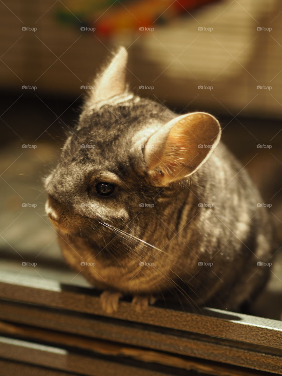 Chinchilla