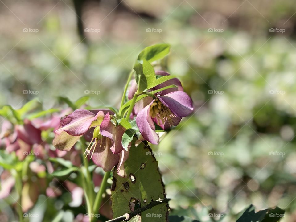 Pink shrub flowering in woods 