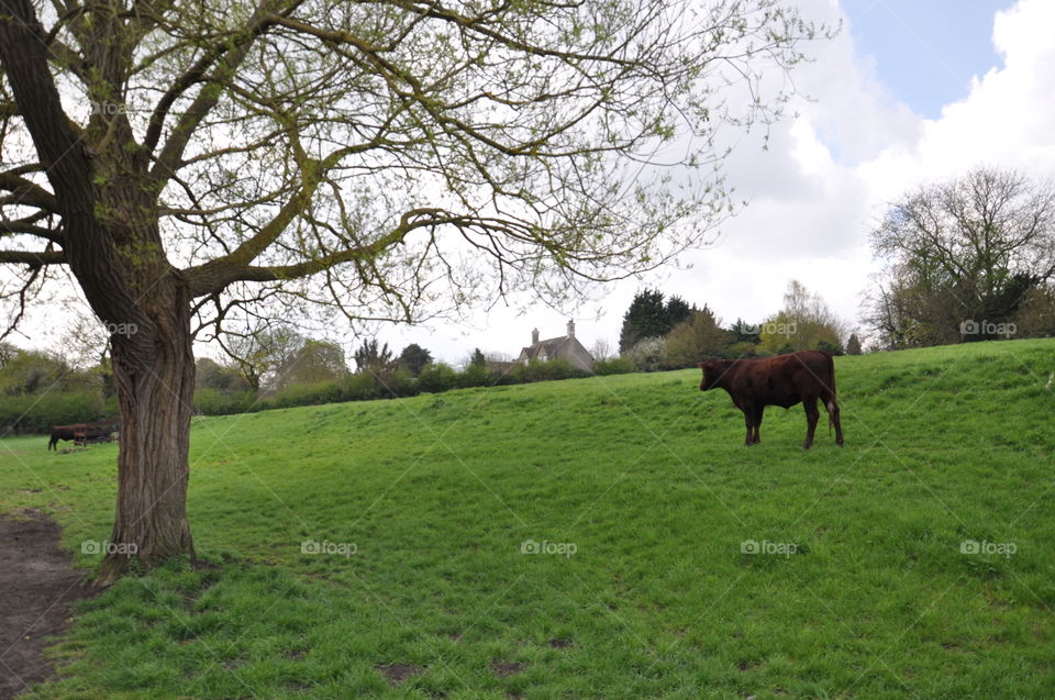 Tree, Landscape, No Person, Grass, Hayfield