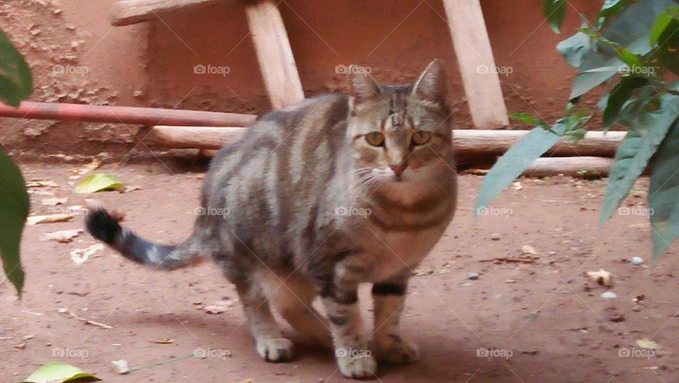 Beautiful cat looking at camera.