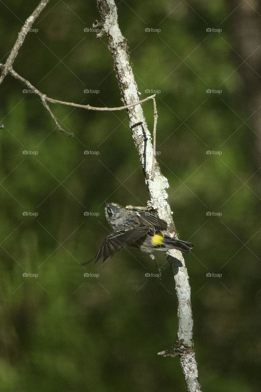 Yellow rumped Warbler in midair. This delicate little bird has brilliant yellow markings and is especially graceful in flight