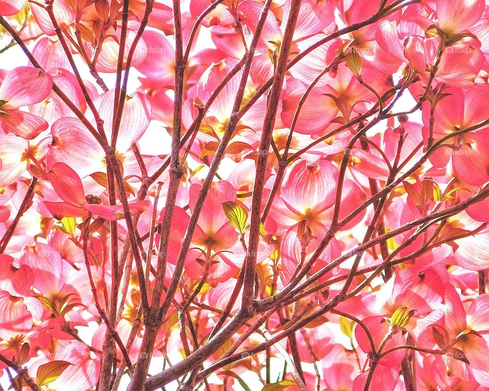 Pink dogwood