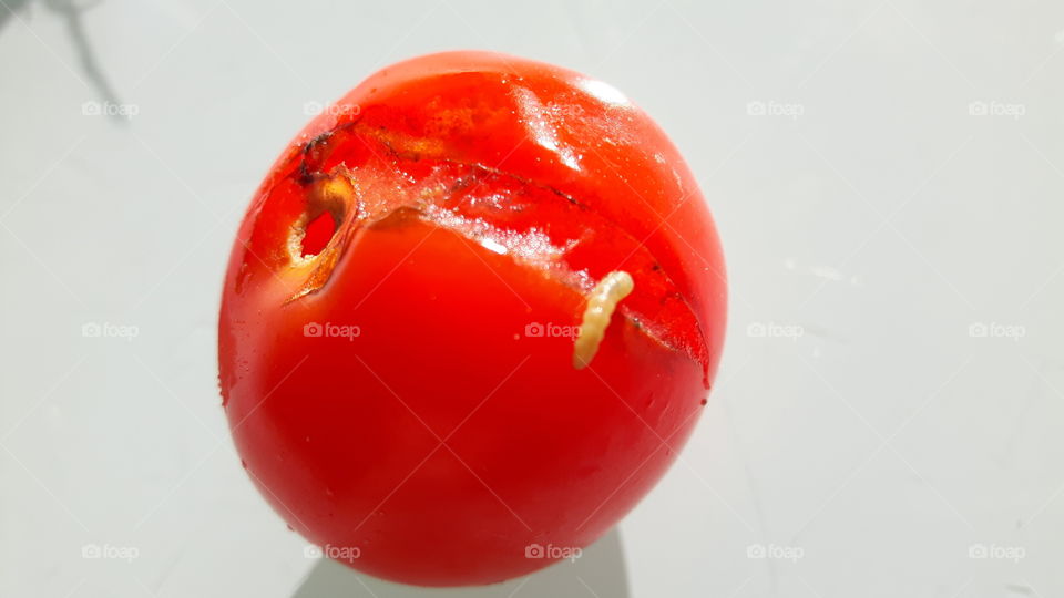 Tomato with surprise