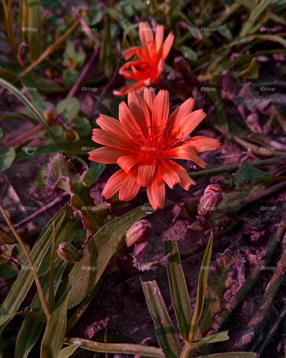 reddish colour flower