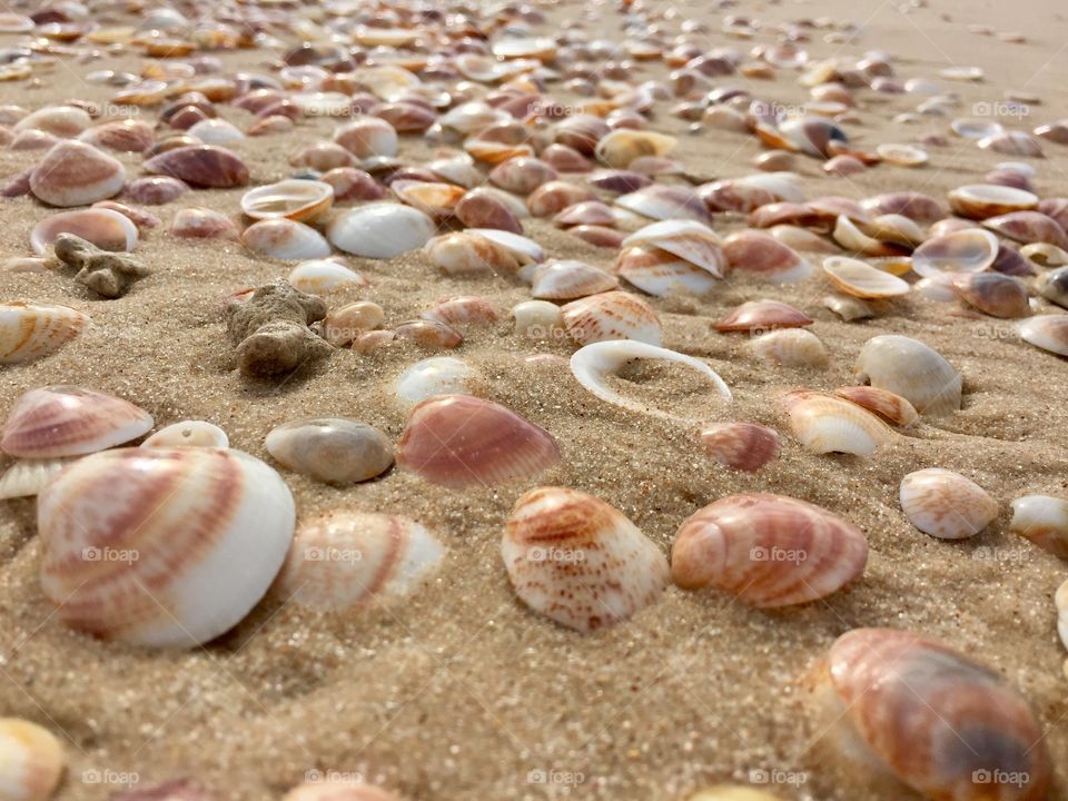 Seashells 