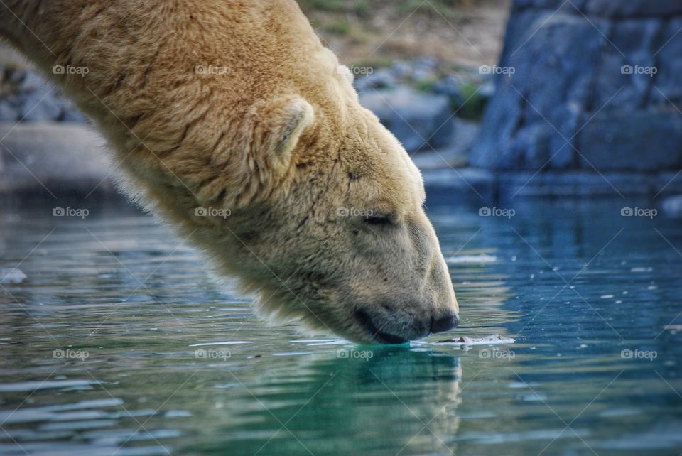 Polar bear drinks water