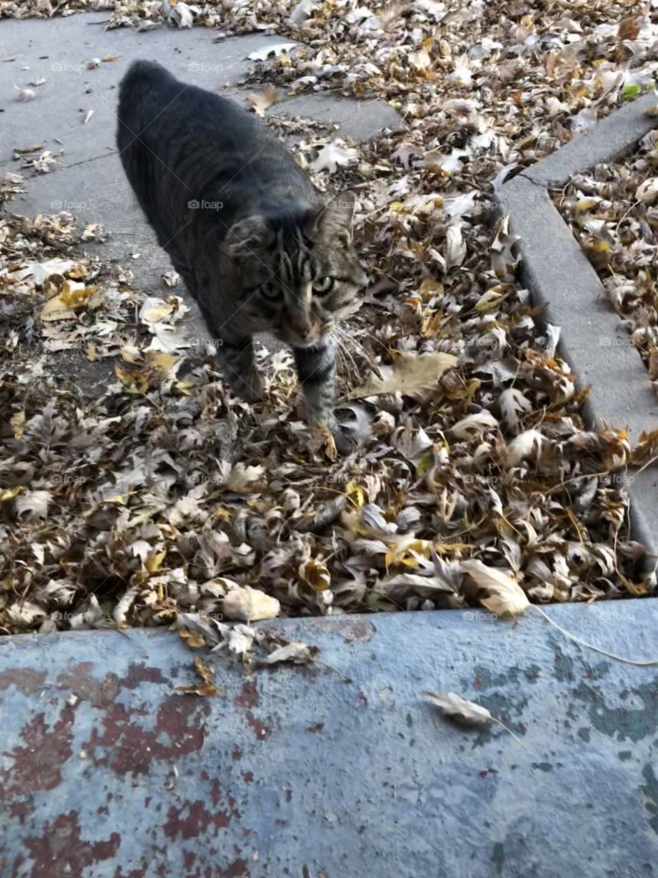 Cute cat greets me in the morning