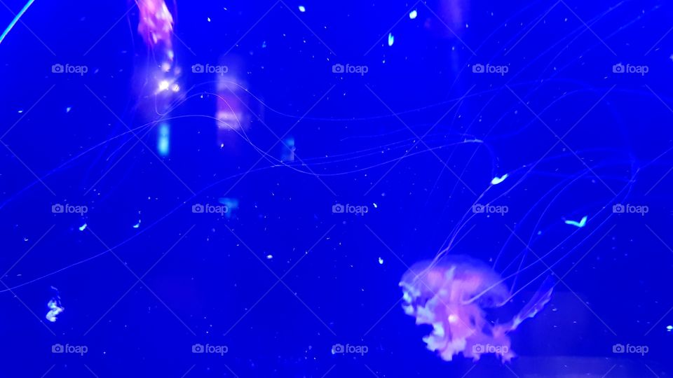 Musée Océanographique de Monaco