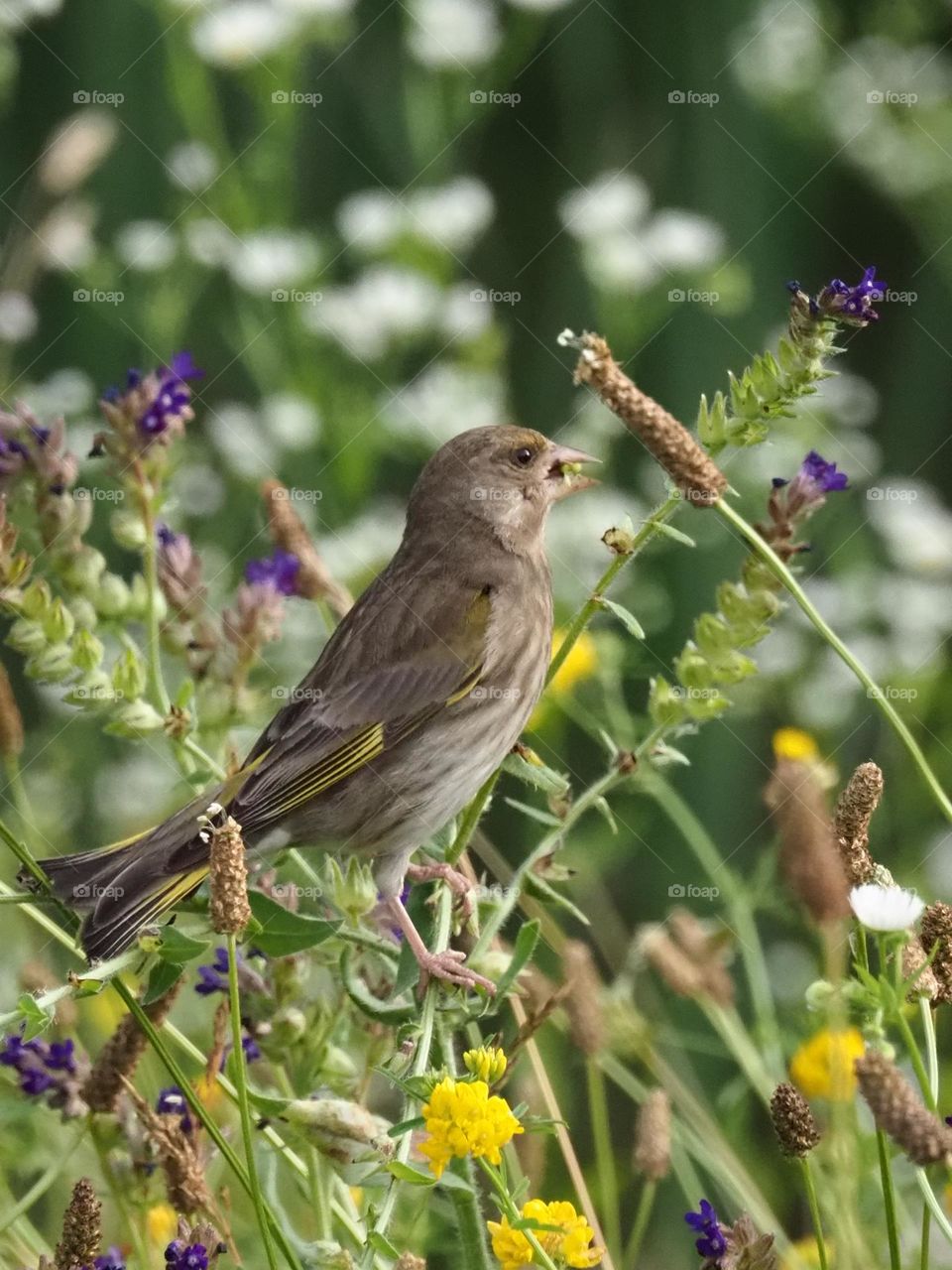 Greenfinch in the meadow