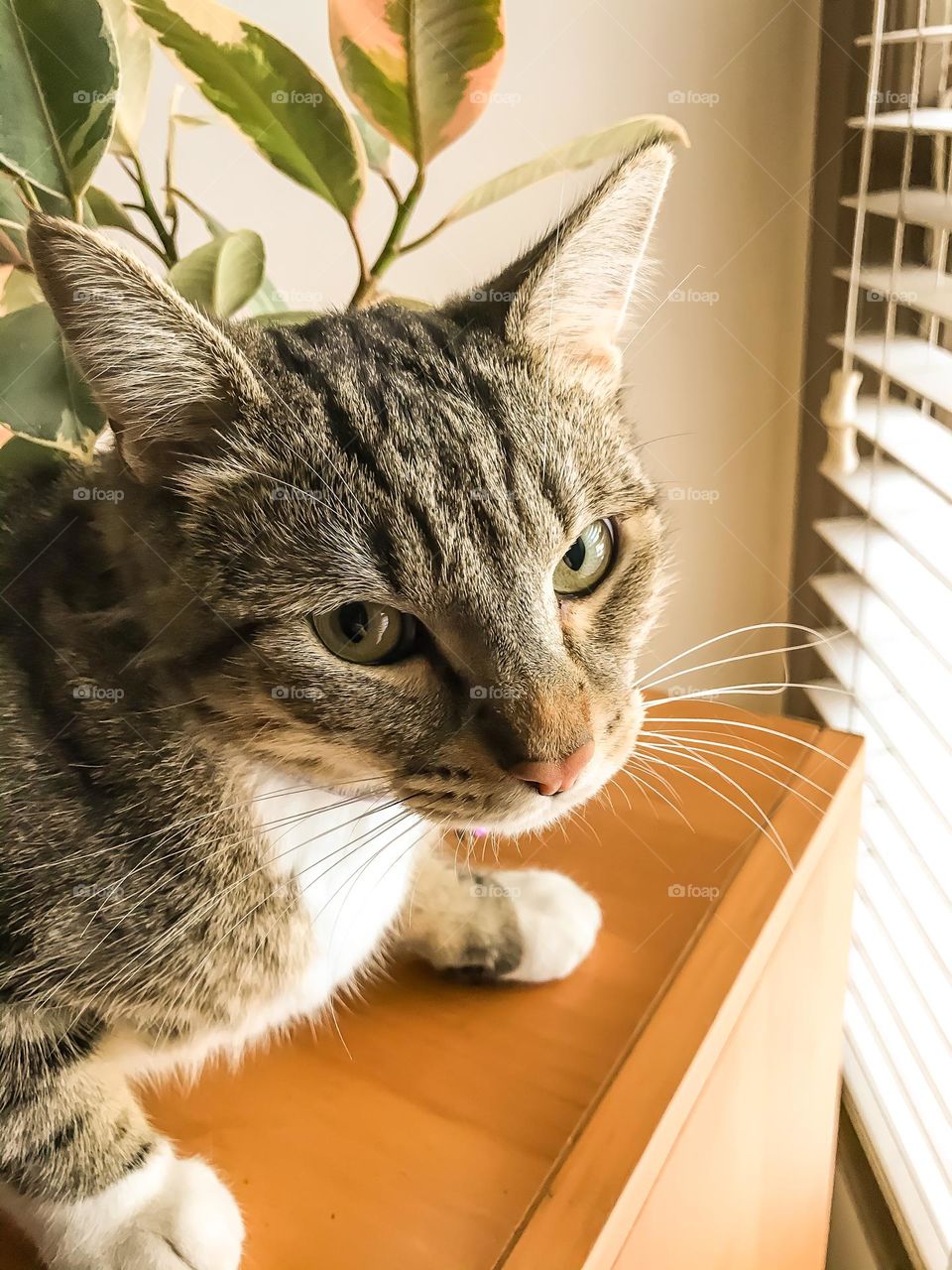 Portrait of a household cat named Biscuit.