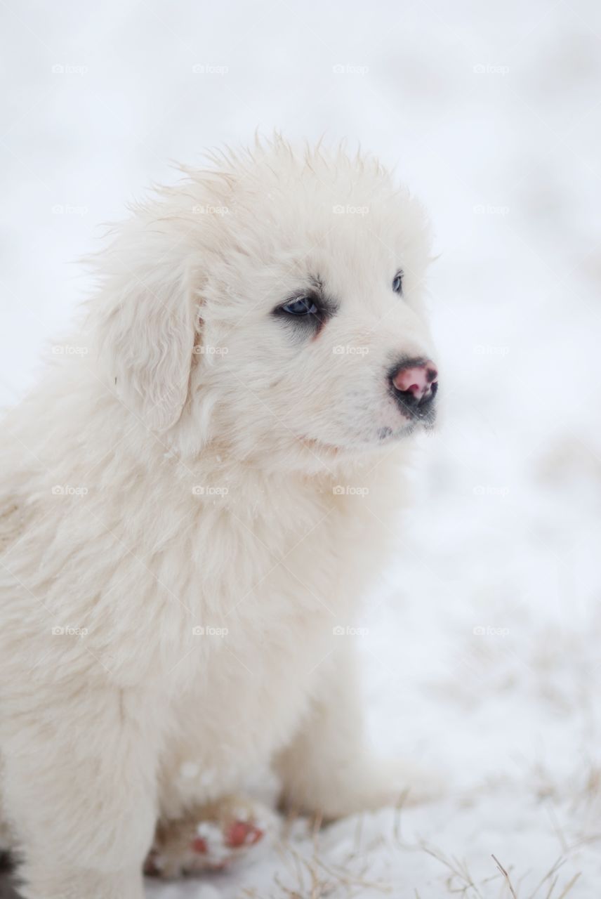 Great pyrenees puppy in winter