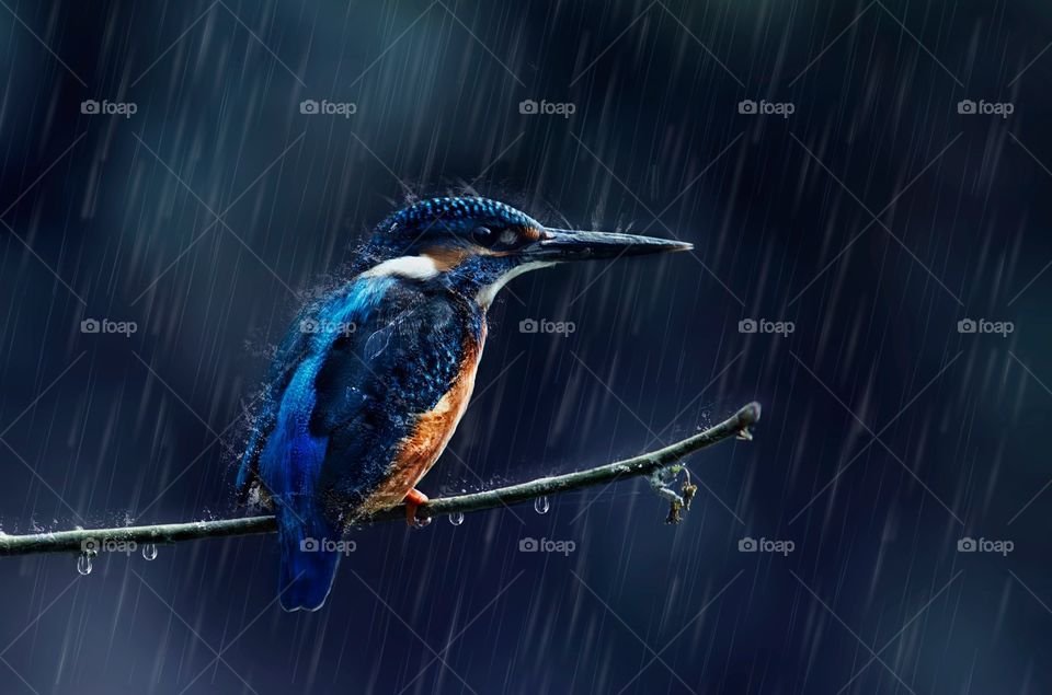 Rain bird