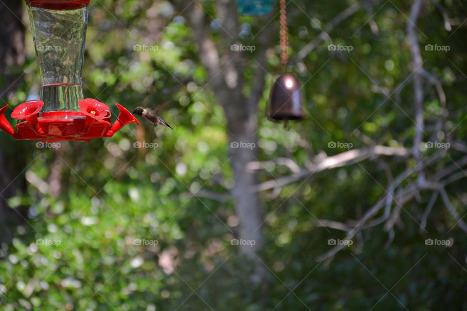 Birds & Bees - Nature in Motion - Birds in action - Hummingbird at the feeder. Birds steer mainly with their tails, and some use their wings for precise maneuvers