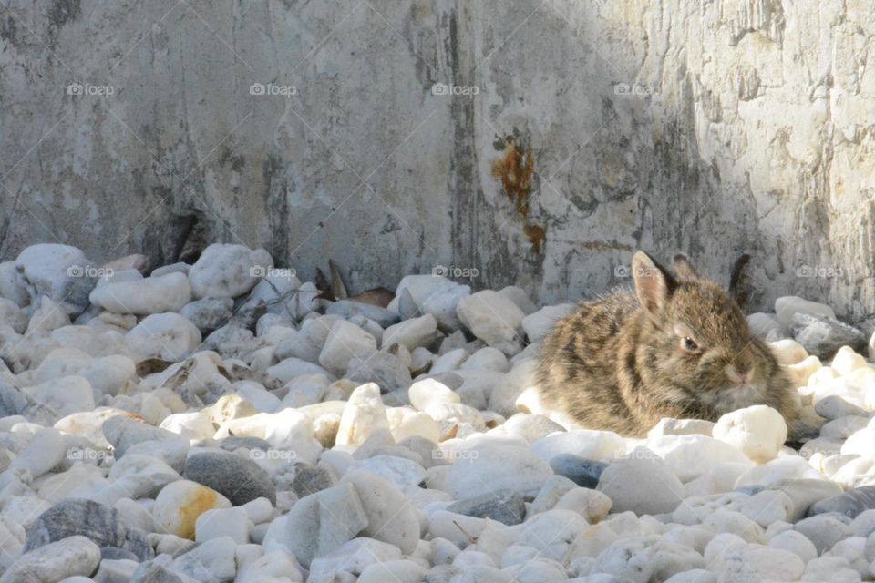 Baby rabbit enjoy sun bathing 