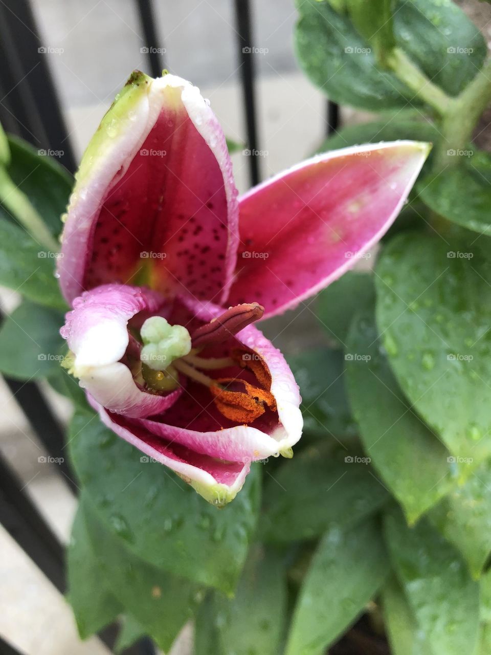 Lily petals blooming flower opening summer backyard container garden patio plants leaves foliage better late than never colorful flowers