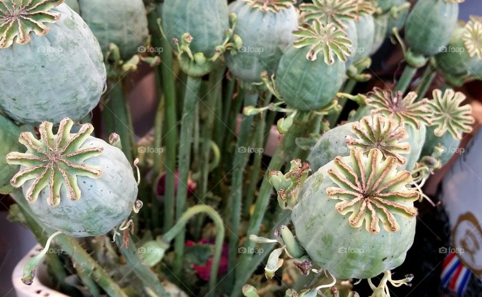 poppy pods