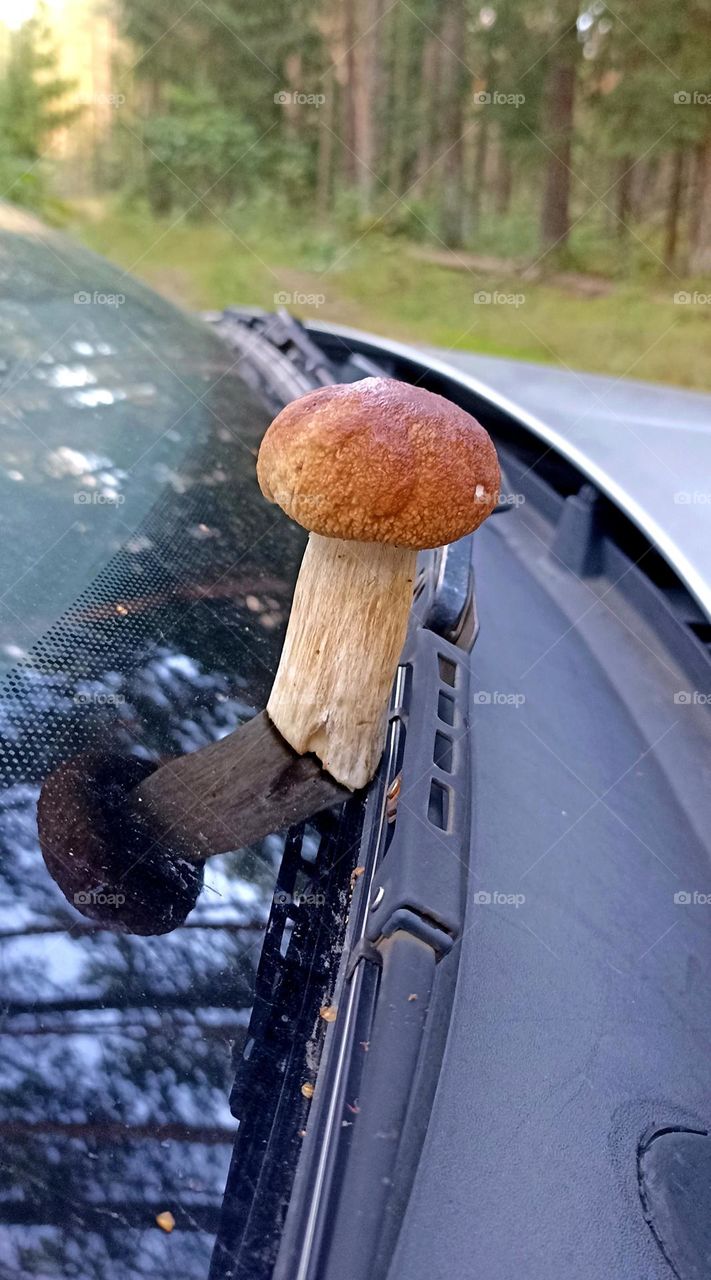 mushroom on a window car