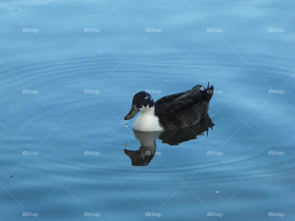 Duck swimming with water droplet