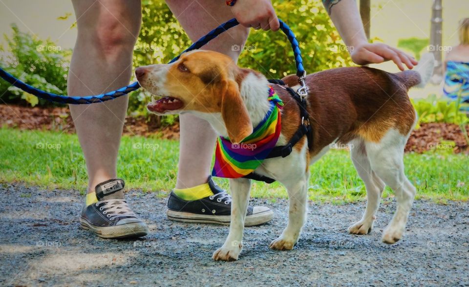 Pride beagle