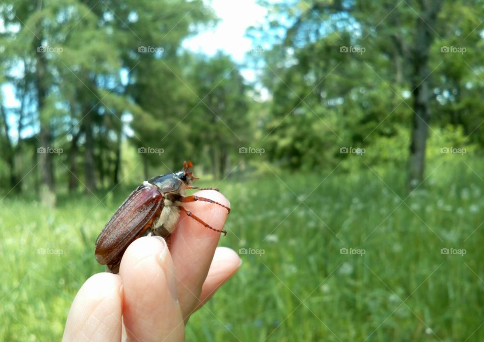 Nature, Outdoors, Environment, Summer, Grass