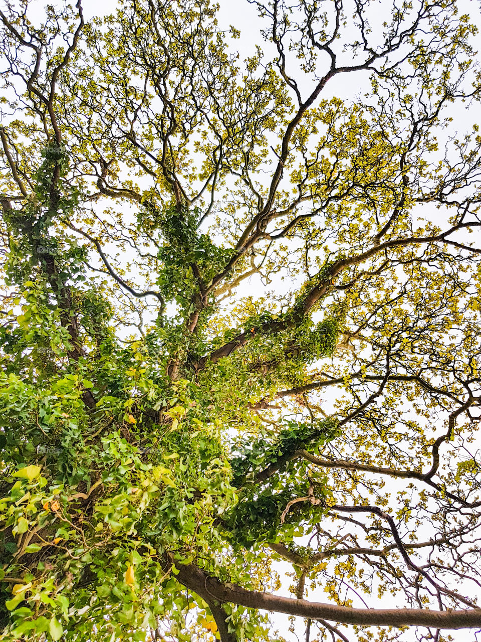 Looking up at th tree with its branches and leaves.