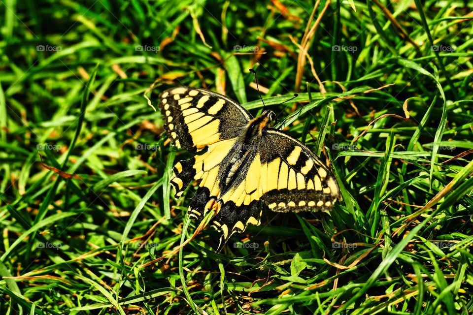 Butterfly in the ground