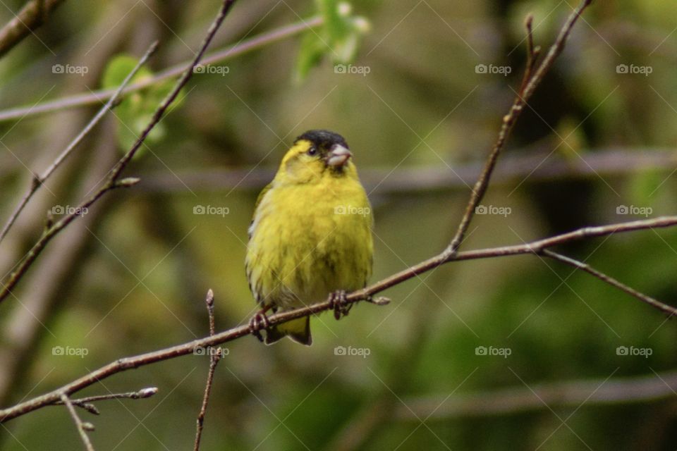 The siskin 