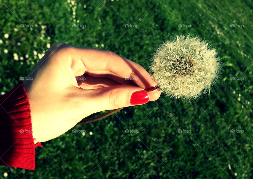 Dandelion love