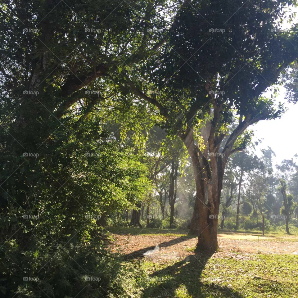 tree