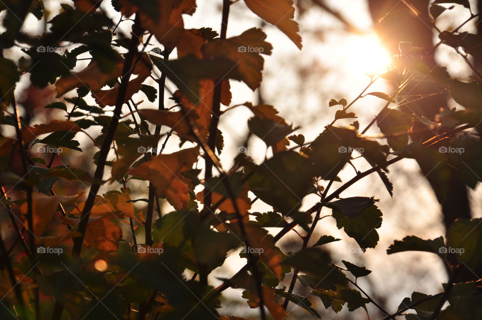 Close-up of tree branches